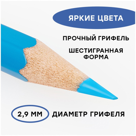 Карандаши акварельные 36цв. Гамма "Лицей" с кистью 221118_05