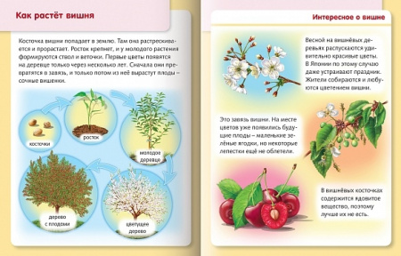 Книжка Hatber "Как живут и развиваются растения. Удивительные превращения" цветной блок, на скобе (8