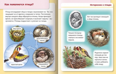 Книжка Hatber "Как появляются живые организмы. Удивительные превращения" цветной блок, на скобе (8Кц